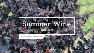 30 Seconds with Summer Wine® Ninebark [upl. by Patten]