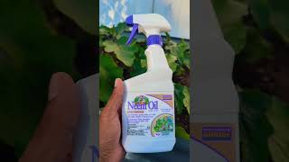 Neem oil spray for Plants quotSafest way To Usequot 1bestseller on Amazon organic gardening [upl. by Smailliw211]