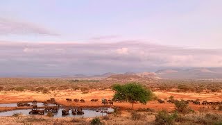 Safari Experience Wildlife from the terrace Tsavo West [upl. by Sualakcin]