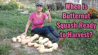 How to Tell if Butternut Squash is Ready to Harvest Simple Tips to Help You [upl. by Angle]