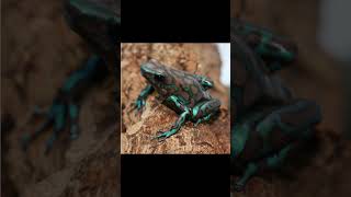 The color of poisonous poison dart frogs Dendrobates auratus [upl. by Itsym923]