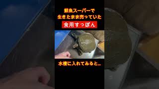 鮮魚スーパーに売っていた食用スッポンのヤバすぎる末路 shorts 鮮魚スーパー aquarium カメ 飼育 [upl. by Asamot699]