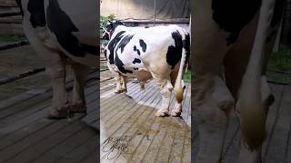 Magnificent Holstein Friesian bull from Taz Cattle Ranch [upl. by Eilrebmik810]