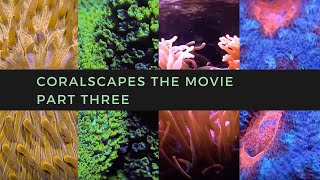 Coralscapes the Movie  Part Three [upl. by Aohsoj]