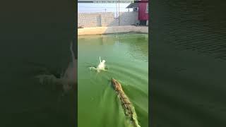 how did the badak escape from the crocodile😮viralvideo shortvideo [upl. by Abrahamsen]