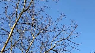 Yellow eared Honeyeater Kyneton 18th Sept 2024 [upl. by Darwin]