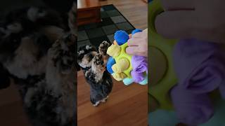 dog puppy mysweetpets babyanimal cute babydog sweetpet petpet maltipoo poodlemix [upl. by Ralaigh622]