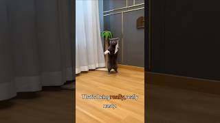 Stop Torturing Cats for views shorts youtubeshorts catsofyoutube [upl. by Suiravad]