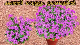 ഇതറിയണം പൂക്കൾ തിങ്ങിsitout kerala viralvideo gardening makeover indoor [upl. by Kristina757]