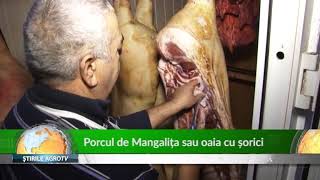 Porcul de Mangalita sau oaia cu sorici 19 12 2018 [upl. by Lucania]