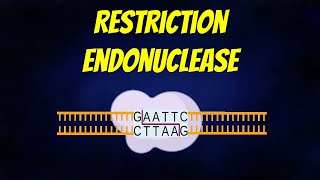 Restriction Endonuclease Animation Types  Mechanism  Nomenclature [upl. by Weisbart]