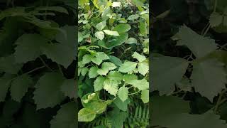 অমল লতাCausonis trifoliaBush grape nature beautiful amazing beauty green love plants গ্রাম [upl. by Erdried]