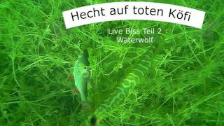 Hecht Pike Livebiss auf toten Köderfisch Water Wolf 02 [upl. by Llednyl]