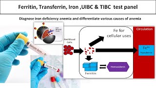 Ferritin Transferrin Iron UIBC amp TIBC test panelmedilabacademymlt [upl. by Elpmet]