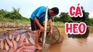 Nanh Cá Heo Bén Ngót  Lưới Dớn Rách Như Chơi  66TV fishing [upl. by Bruce799]