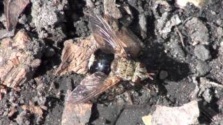 Tachinid Fly Tachinidae Epalpus signifer [upl. by Yelsha]