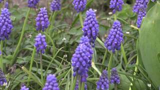 Muscari botryoides  Traubenhyazinthe  Grape Hyacinth [upl. by Curhan]