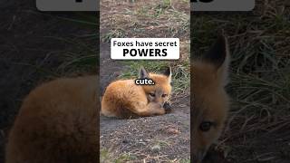 Foxes have a secret super power [upl. by Finkelstein]