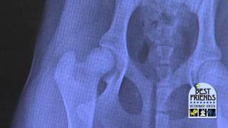 Diagnosis of Hip Dysplasia amp Hip Arthritis [upl. by Ranit]