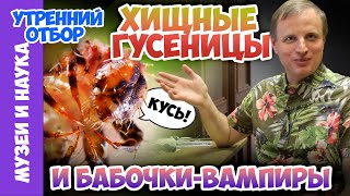 Хищные гусеницы и бабочкивампиры Тимофей Левченко [upl. by Hutton]