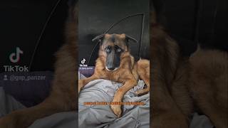 peanut butter contains tryptophan German Shepherd 🥜😋🐶new shorts ytshorts viral viralshorts [upl. by Ranchod]