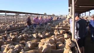 Wagga Saleyard Success [upl. by Mcleod]