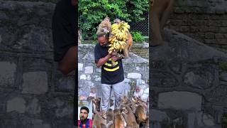 Funny manky hangrymanky lover gift food banna🐒🐒🥰🥰🤡manky mankey funny manky funnyanimal shorts [upl. by Mayap]