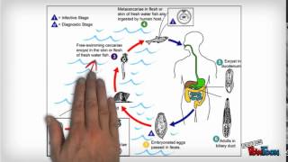 Trematodes [upl. by Nitsa]
