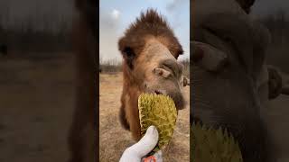 How Can Camels Eat Cacti shorts [upl. by Mab]