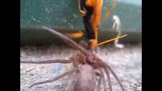 Large Spider Paralyzed by Wasp  March of Death [upl. by Hembree]