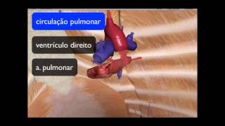 CIRCULAÇÃO SISTÊMICA E CIRCULAÇÃO PULMONAR [upl. by Kolva]