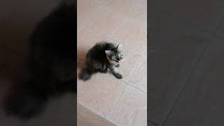 Kita Menyiksa Dia Kucing Kacik Dan Kacung Dan Abuya 🐱 🐱🐱🐈🐈🐈🙂🙂😌😌😌☺️☺️😊😊🥰🥰🥹🥹🥹😍🤩😀😃😃 [upl. by Merrili500]