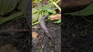 Leopard Slug Limax maximus 😍 nature slug shorts [upl. by Alta]