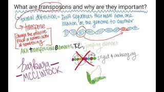 What are TransposonsTransposable Elements [upl. by Merrily]