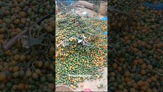 Supari rate 1550 se 1600tak Saturday ka selling rate l Areca nut ll Subari [upl. by Osric]