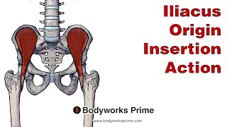 Iliacus Anatomy Origin Insertion amp Action [upl. by Nnasor840]