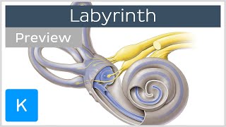 Labyrinth Structure and inner ear function preview  Human Anatomy  Kenhub [upl. by Shirk830]