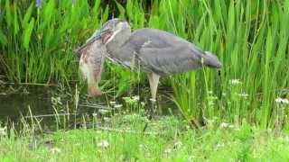 Great Blue Heron [upl. by Atis975]