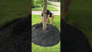 How To Mulch A Tree [upl. by Clareta579]