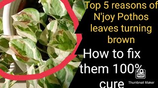 Reasons and treatment for Brown leaves on Pothos and money plant  NJoy Pothos brown leaves [upl. by Akiem]