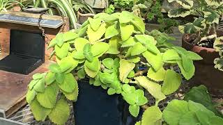 PLECTRANTHUS AMBOINICUS  MEXICAN MINT  edible plant [upl. by Robertson]