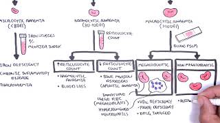 Anaemia anemia  classification microcytic normocytic and macrocytic and pathophysiology [upl. by Daffodil111]