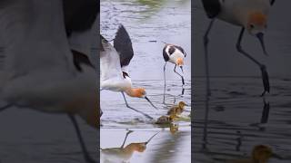 Mallard mom protect babies from Avocets birds wildlife birdlovers [upl. by Aiuqenehs]