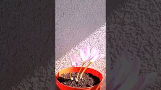 Autumn Crocus Timelapse timelapse plant progress [upl. by Neeuq]