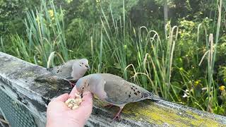 Handfeeding Birds in Slow Mo  Mourning Doves [upl. by Einahpetse]