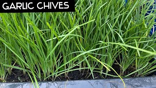 How I Grow Chinese Chives at Home \ Growing Garlic Chives from Cutting [upl. by Ellehsor]