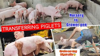 Transferring Piglets from Nursery to Grower Pen l Sobrang bigat na nila klaritafarmFarming [upl. by Bbor634]