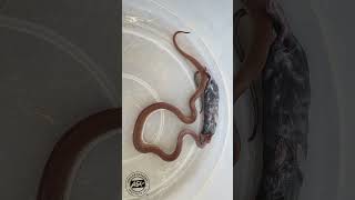 Snake eats massive RAT 🐀 snake BrownHouseSnake reptiles wildlife africa [upl. by Htyderem567]