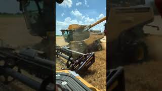 Wheat Demo Lexion 740TT Challenger MT743 [upl. by Kovar]