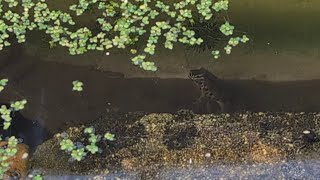 Allotment life on a rainy day 🌧️ And we have newts in our wildlife ponds 🦎 [upl. by Draw456]